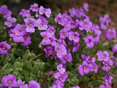 Želite oblikovati kamenjar? Ove biljne vrste su idealne!