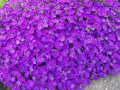 Želite oblikovati kamenjar? Ove biljne vrste su idealne!