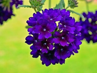 Želite oblikovati kamenjar? Ove biljne vrste su idealne!