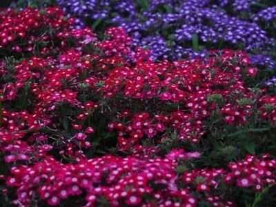 Želite oblikovati kamenjar? Ove biljne vrste su idealne!