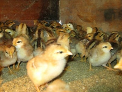 Zelje s OPG-a Zlatarek