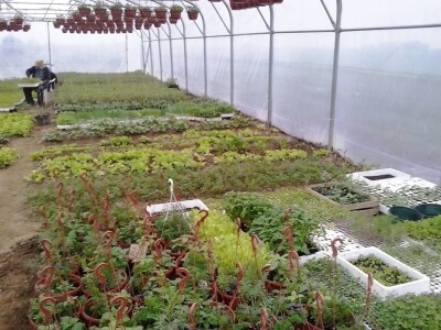 Zelje s OPG-a Zlatarek