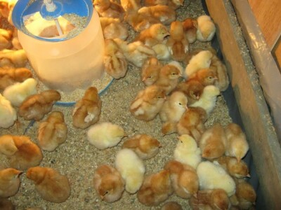 Zelje s OPG-a Zlatarek