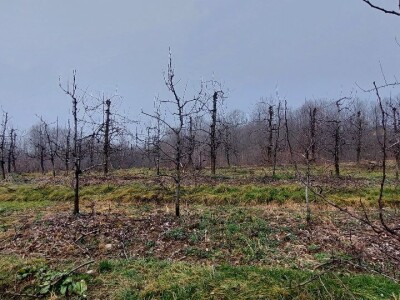 Željko Durić Željko Durić