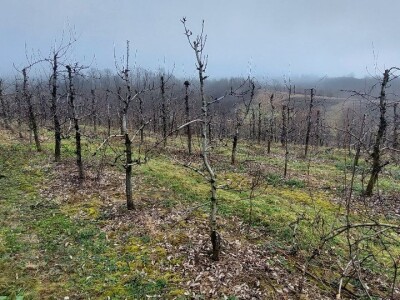 Željko Durić Željko Durić