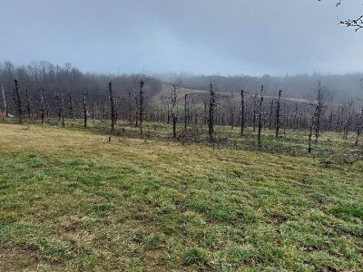 Željko Durić Željko Durić