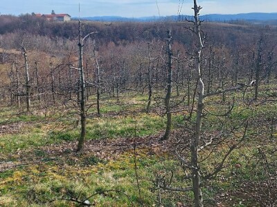 Željko Durić Željko Durić