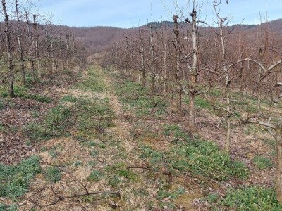 Željko Durić Željko Durić