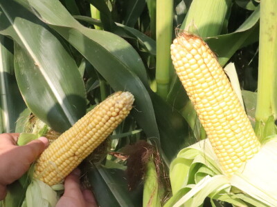 Željko Medić iz tvrtke Artos d.o.o. iz Lukača