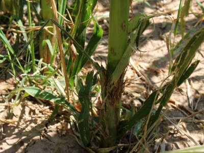 Željko Šimić poljoprivrednik iz Bjeliševca Željko Šimić poljoprivrednik iz Bjeliševca