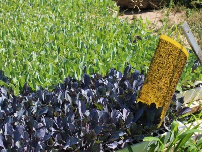 Željko Šimić poljoprivrednik iz Bjeliševca Željko Šimić poljoprivrednik iz Bjeliševca