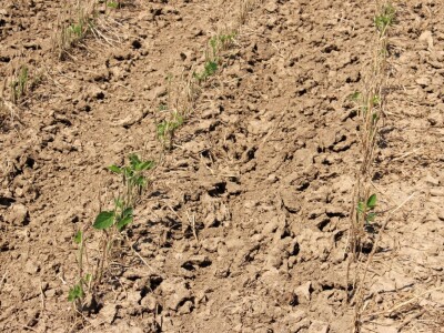 Željko Šimić poljoprivrednik iz Bjeliševca Željko Šimić poljoprivrednik iz Bjeliševca