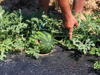 Željko Šimić poljoprivrednik iz Bjeliševca Željko Šimić poljoprivrednik iz Bjeliševca