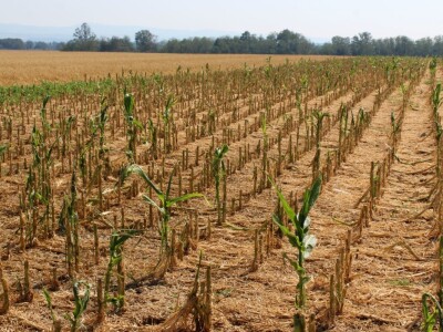 Željko Šimić poljoprivrednik iz Bjeliševca Željko Šimić poljoprivrednik iz Bjeliševca