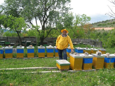 Branitelj zadrugar Željko Tomas uz košnice u pčelinjaku, predsjednik BZ Pauk-Čeka