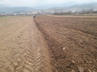 Zemljoradnička zadruga "AT" podiže plantažu lješnika Zemljoradnička zadruga "AT" podiže plantažu lješnika