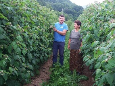 Zemljoradnička zadruga "AT" podiže plantažu lješnika Zemljoradnička zadruga "AT" podiže plantažu lješnika