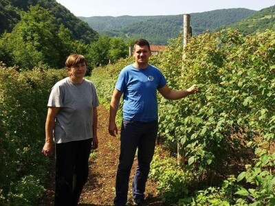Zemljoradnička zadruga "AT" podiže plantažu lješnika Zemljoradnička zadruga "AT" podiže plantažu lješnika