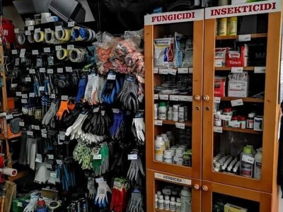 Zemljoradnička zadruga "AT" podiže plantažu lješnika Zemljoradnička zadruga "AT" podiže plantažu lješnika