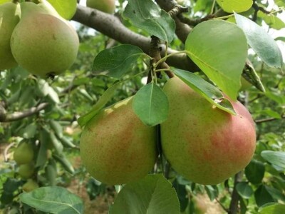 Žena, majka, kraljica voćnjaka Žena, majka, kraljica voćnjaka