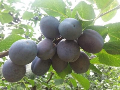 Žena, majka, kraljica voćnjaka Žena, majka, kraljica voćnjaka