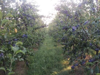 Žena, majka, kraljica voćnjaka Žena, majka, kraljica voćnjaka