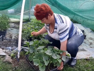 Žene na selu obavljaju teške poslove, foto: Goca Glišić