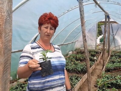 Žene na selu obavljaju teške poslove, foto: Goca Glišić