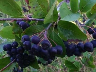 Ženska zadruga "Danica"