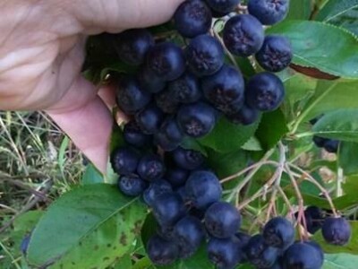 Ženska zadruga "Danica"