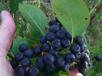 Ženska zadruga "Danica"