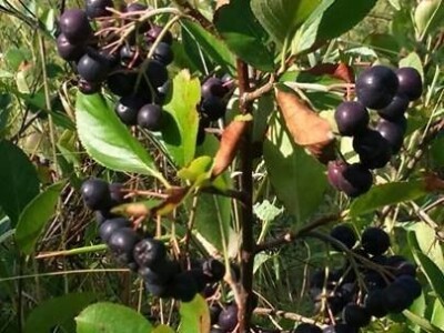 Ženska zadruga "Danica"