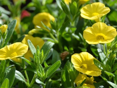 Zeolit u poljoprivredi