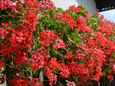 Zeolit u poljoprivredi