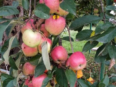 Zeolit u poljoprivredi