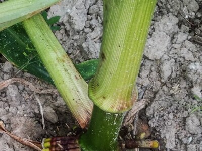 Snažan korijen kukuruza sa zeolitom