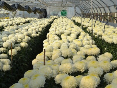 Zeolit u plasteničkoj proizvodnji