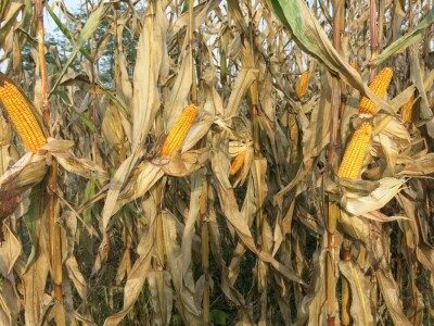 Unatoč suši dobar urod