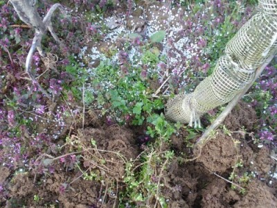 Ukopavanje zeolita oko mlade voćke