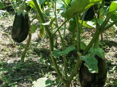 Zdrava boja patlidžana