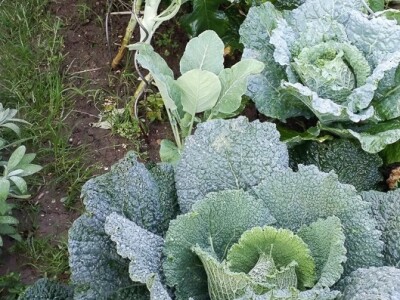 Prstohvat zeolita za svaku presadnicu povrća