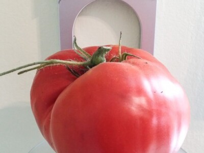 Ova uzgojena sa zeolitom teška je skoro kilogram