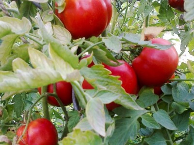 Sočne domaće rajčice