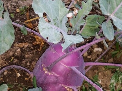 Zeolit u poljoprivredi