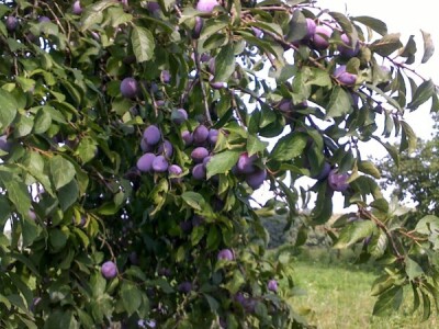 Zeolit u poljoprivredi