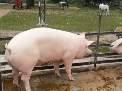 Zeolit pomaže u ishrani svinja