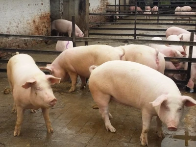 Farma Josipa Tomašića