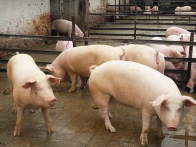 Farma Josipa Tomašića