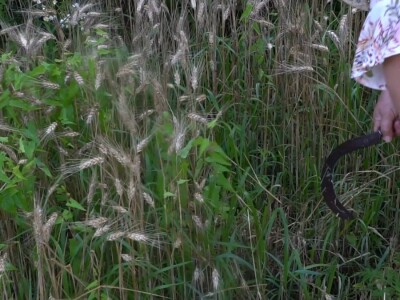 Vršidba pšenice u  Donjoj Lupljanici Vršidba pšenice u  Donjoj Lupljanici
