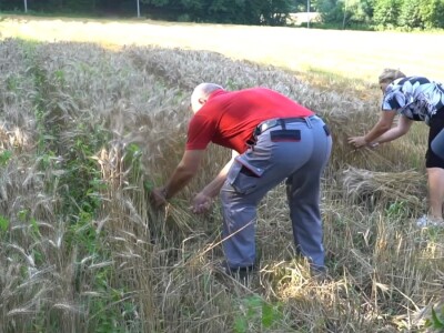 Vršidba pšenice u  Donjoj Lupljanici Vršidba pšenice u  Donjoj Lupljanici